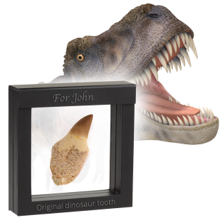 Original dinosaur tooth