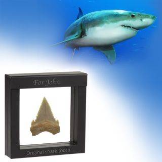 Authentic shark´s tooth fossil	