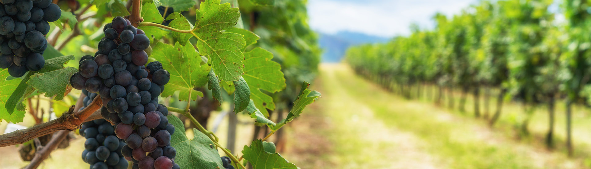 Welche Jahre brachten die guten Weinjahrgänge?